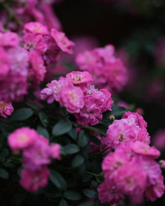 a close up po of some pink flowers