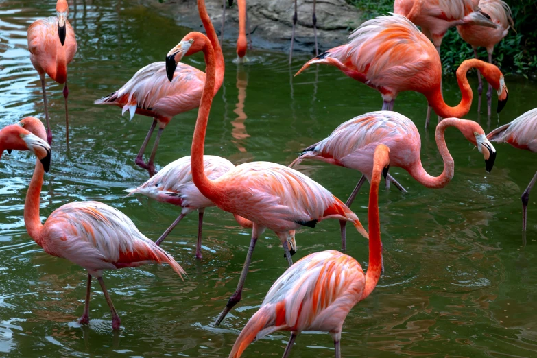 several flamingos standing in a body of water
