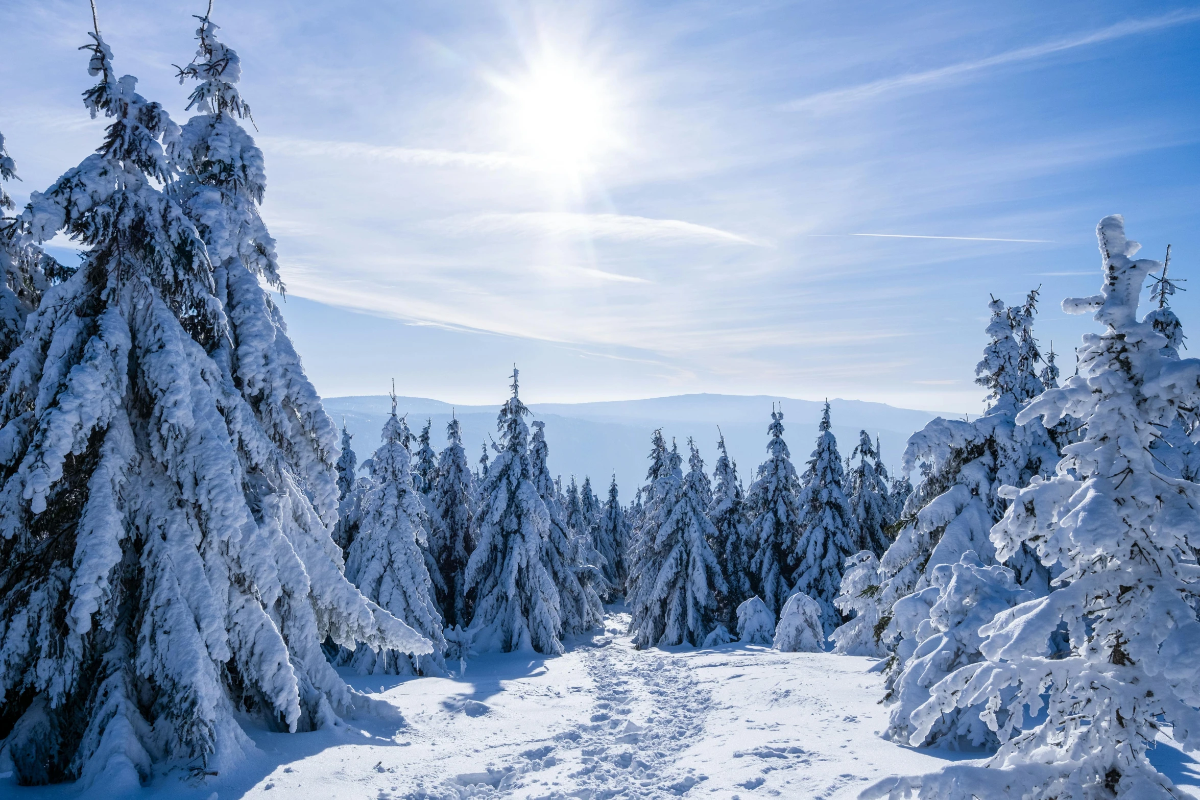 some trees covered in snow and a sun