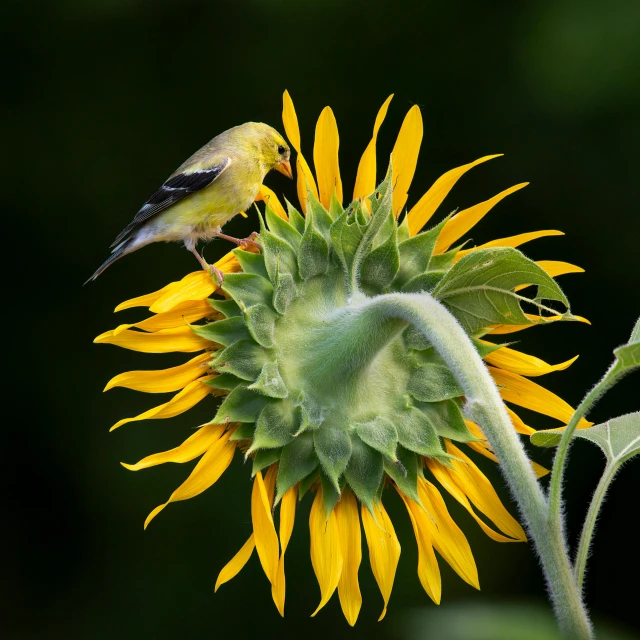 two birds sitting on top of a yellow sunflower