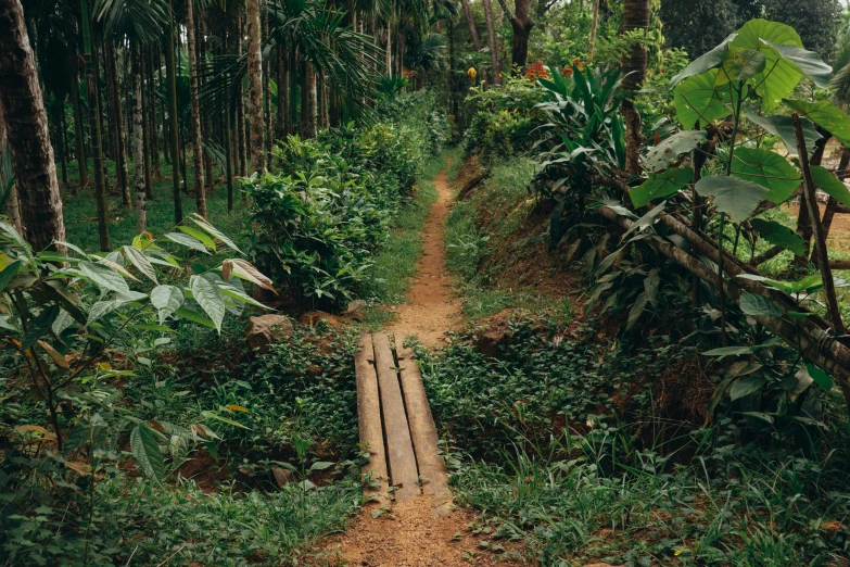 the wooden steps lead to a path in a jungle