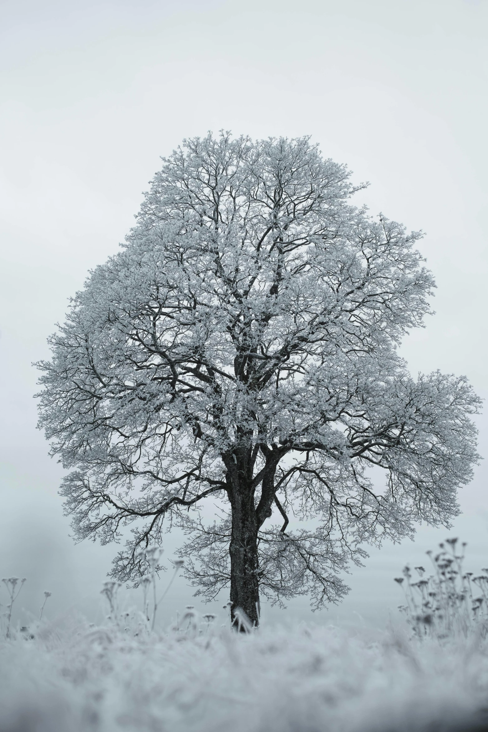 a black and white po of a tree in the snow