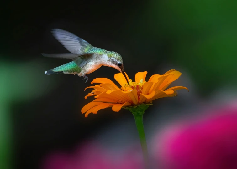 the humming bird is flying over the flower