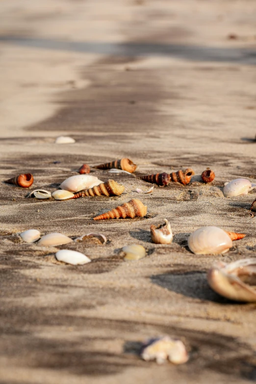 shells on the sand on a sunny day