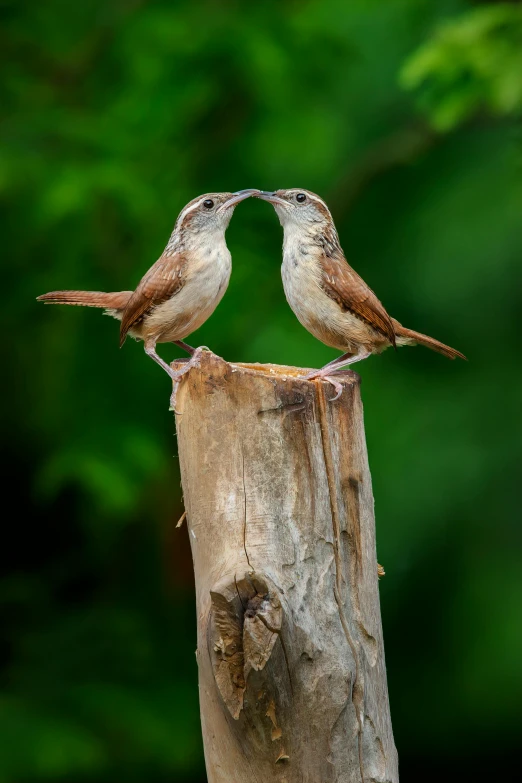 two birds standing on the end of a piece of wood