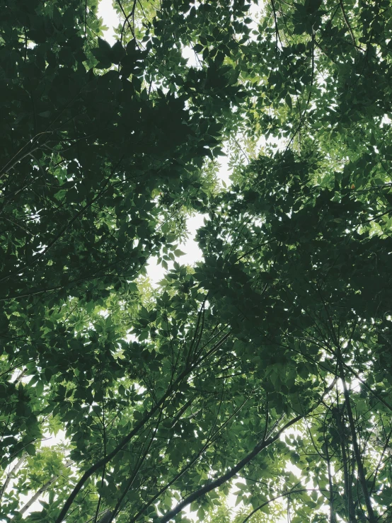 the tops of several trees with the sunlight shining through