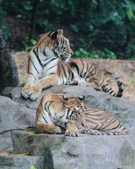 two tigers resting on some rocks in their enclosure