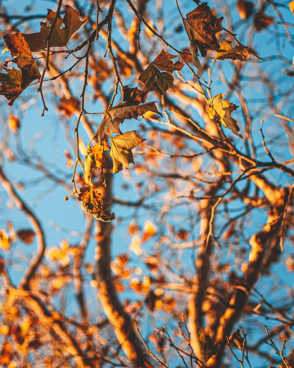 nches with leaves, fall and clear sky in the background