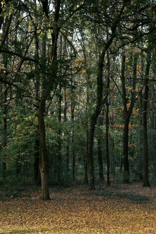 a bench sitting alone in the middle of some trees