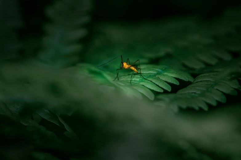 the beetle on a leaf glows as it appears to be in deep green