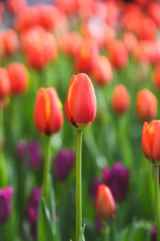 a lot of flowers that are in the grass