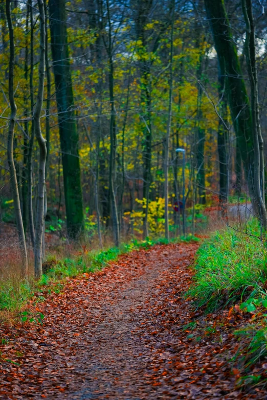 there is an empty road in the forest