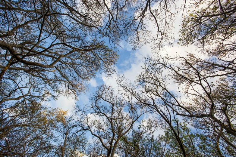 the nches of a group of trees are looking up