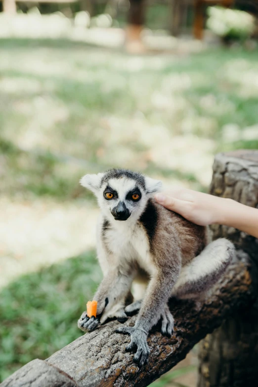 a small lec holding the handle of a tree nch