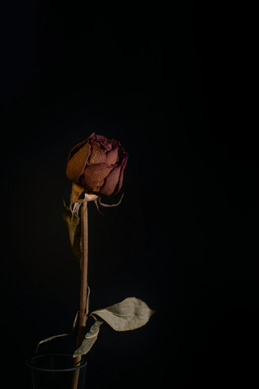 a dying flower is standing still in the dark
