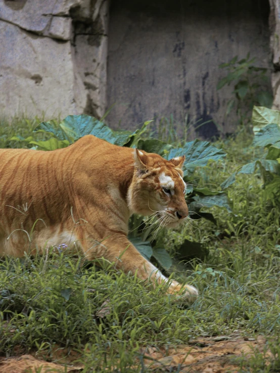 a orange cat is walking in the grass