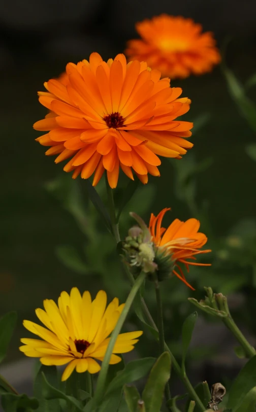 orange and yellow flowers with buds and stems