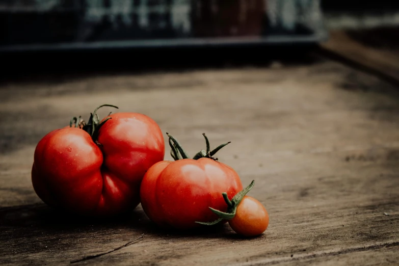 three tomatoes on the ground near one another