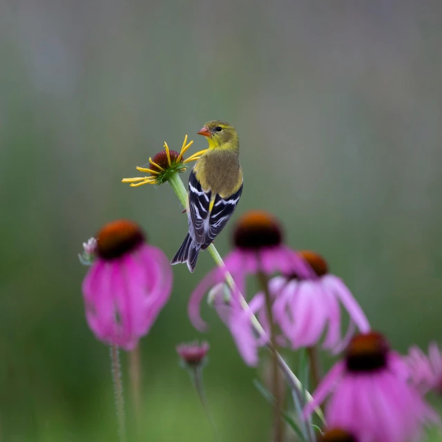 small bird perched on top of purple flowers