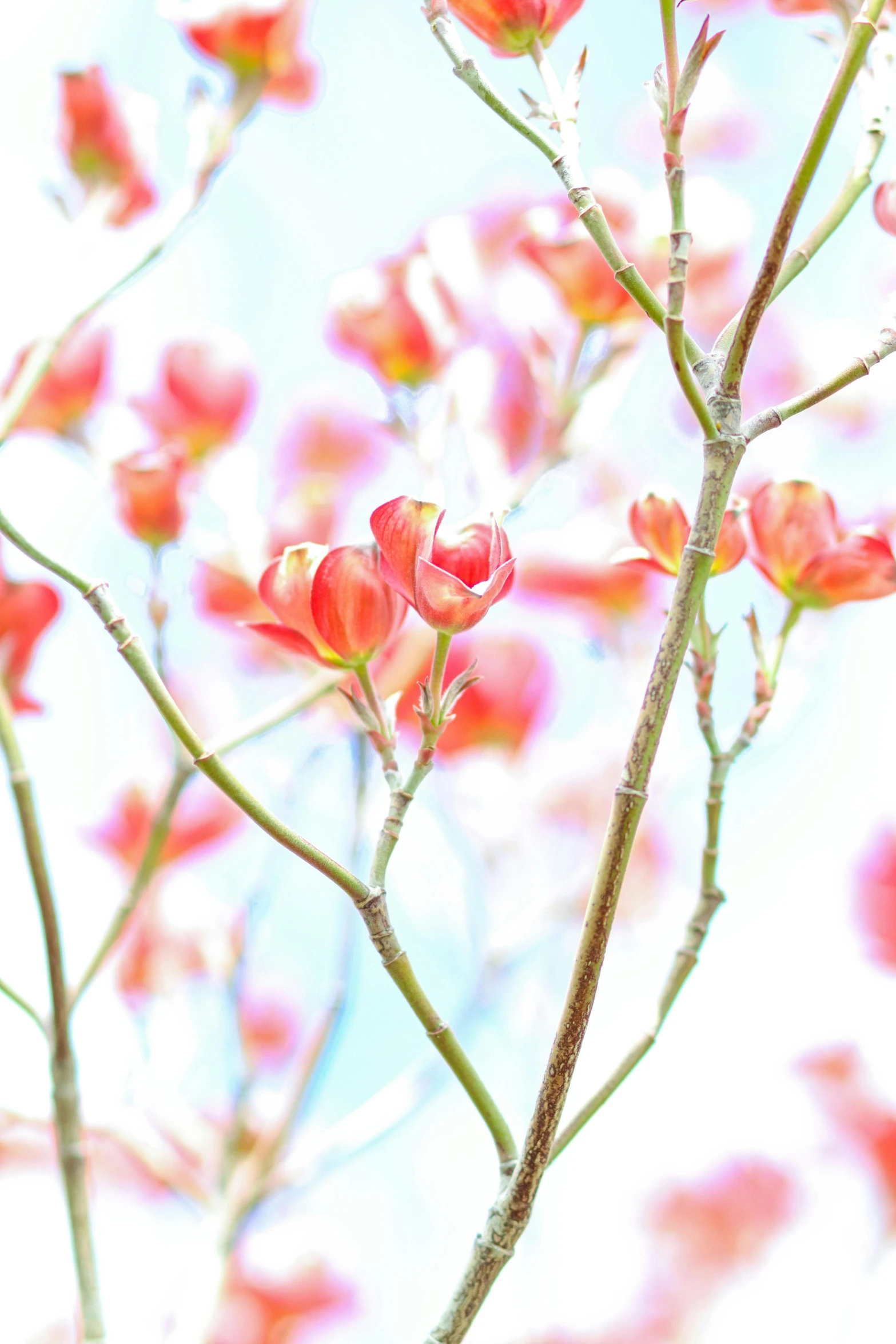 closeup view of pink flowers on tree with blue sky