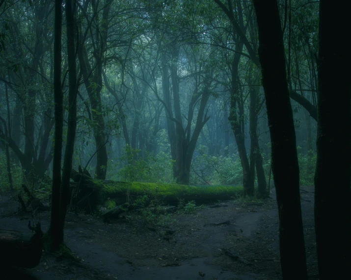 the forest is foggy and has an animal walking in it