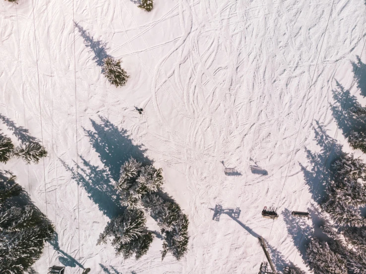 the snow has trees all over it