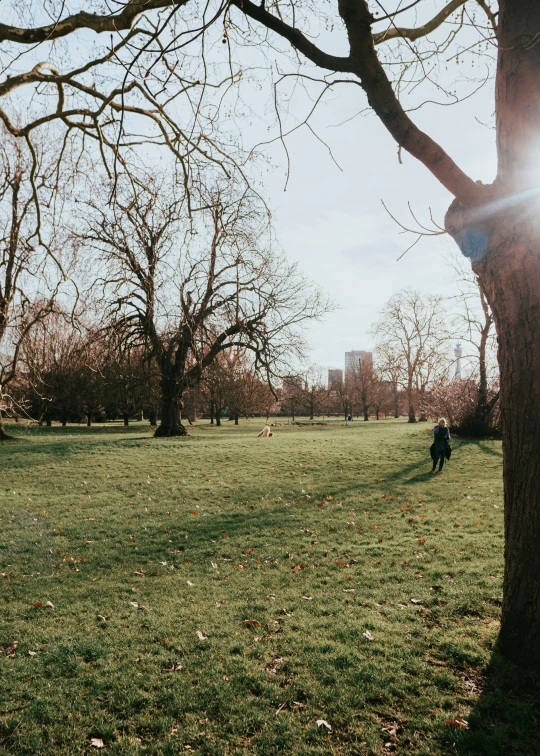 a person in the grass next to a tree