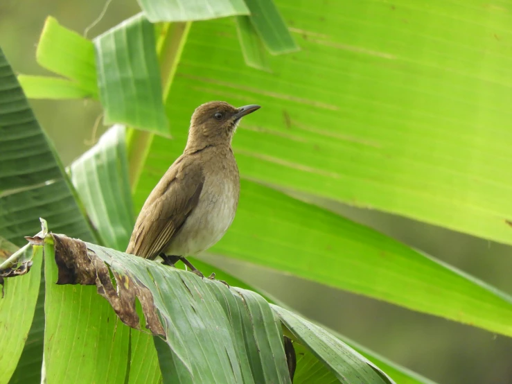 a brown bird perched on top of a green leafy tree