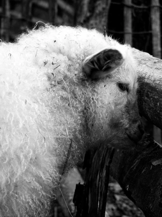 black and white image of an animal with fur