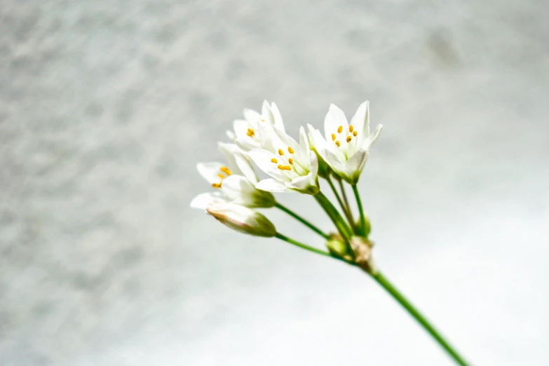 this is a white flower that has long stems