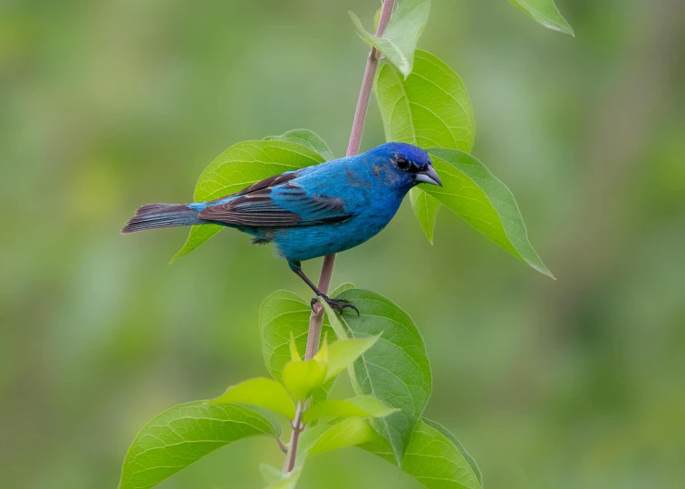 a blue bird sitting on a nch with green leaves