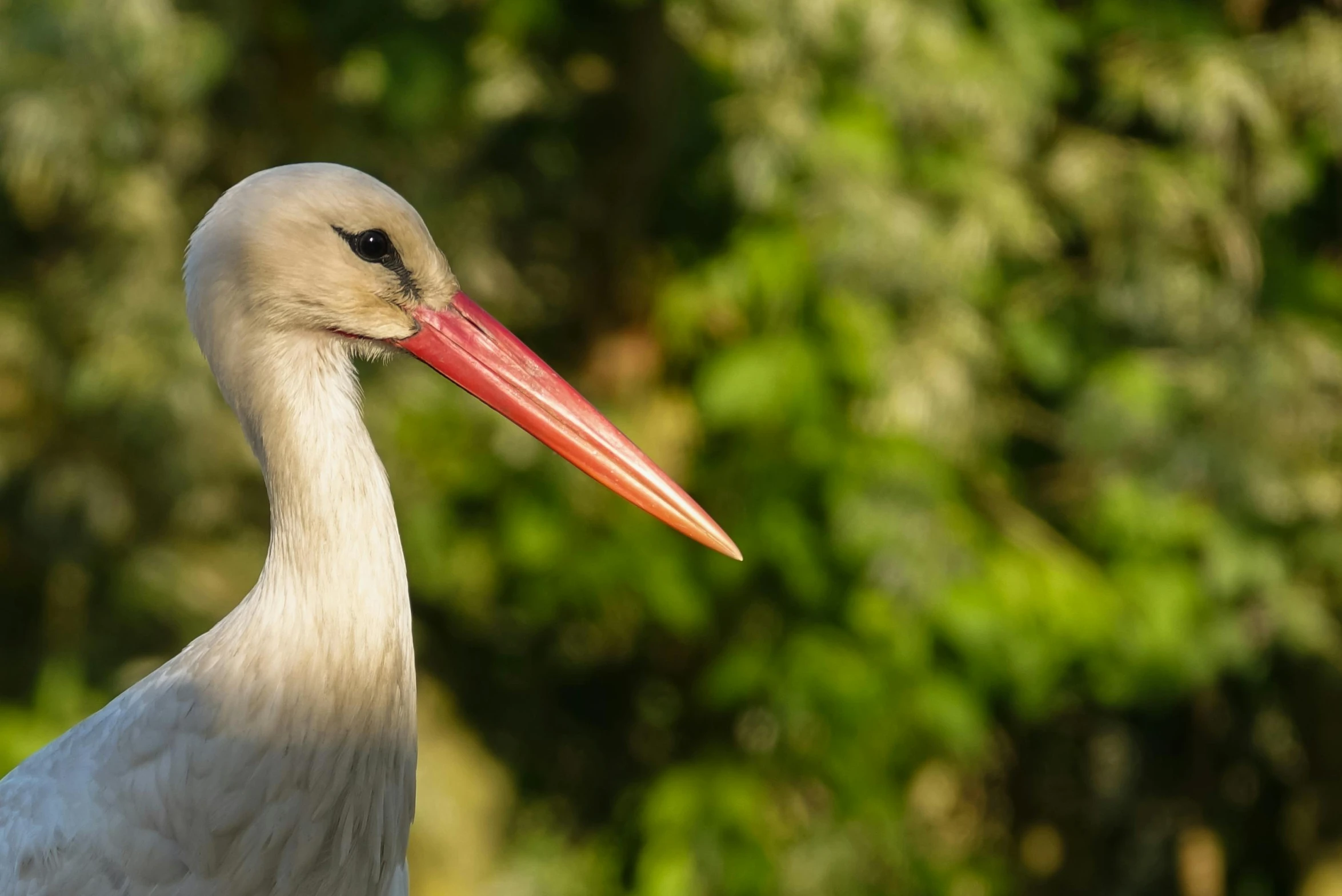 a close up view of a white bird with red beak