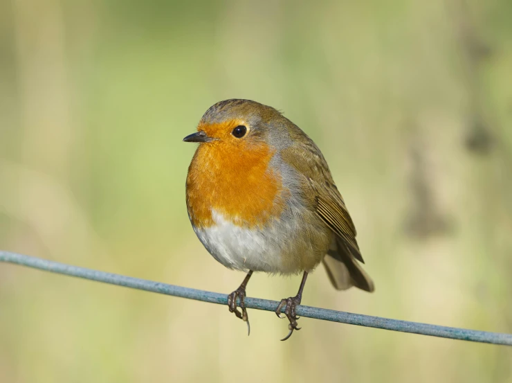 a small orange and grey bird on a wire