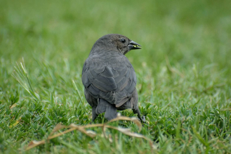 the small black bird is standing in the grass