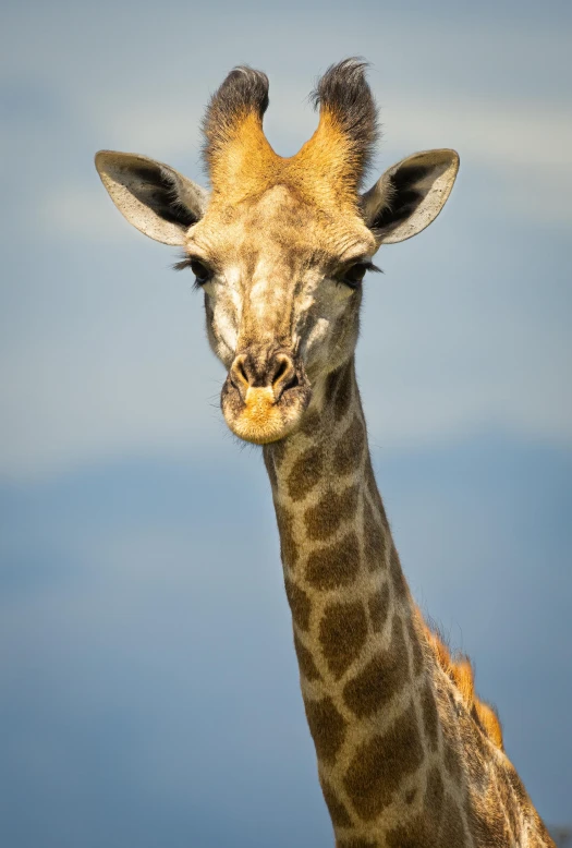 a giraffe looks at the camera while standing alone