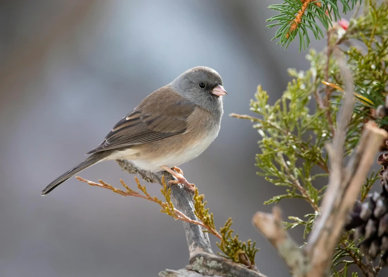 a bird sitting on top of a tree nch next to a pine cone