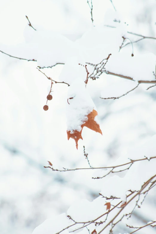 the leafed tree nch is covered with snow