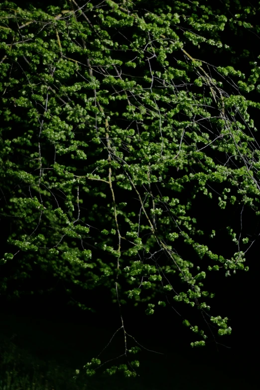 a couple of green trees standing next to each other