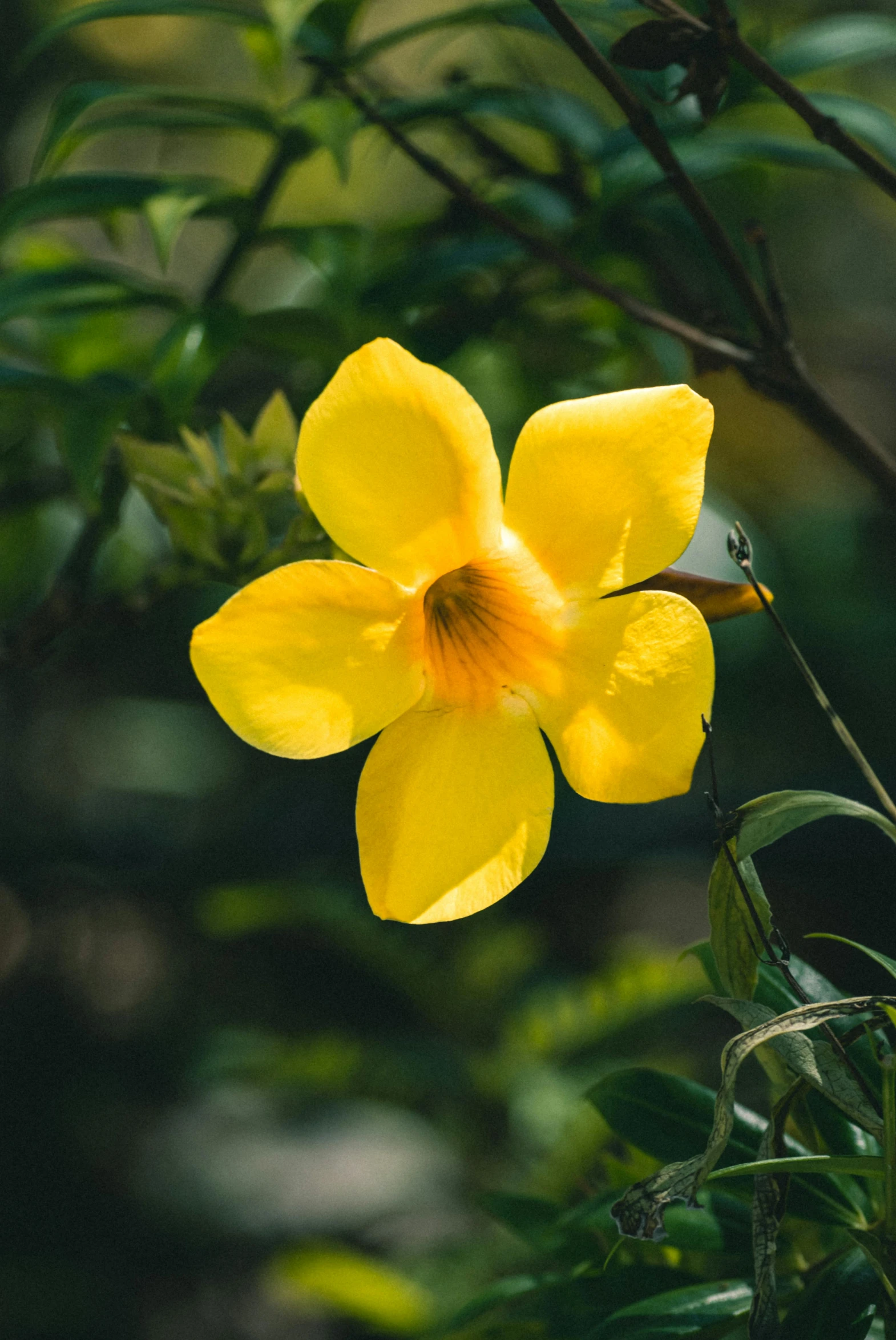 a beautiful yellow flower on a green plant