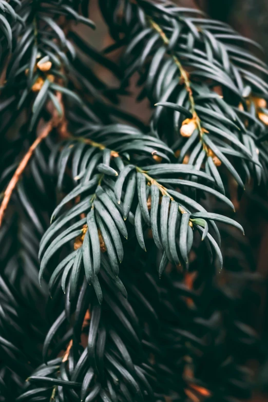 the green leaves of a tree in winter