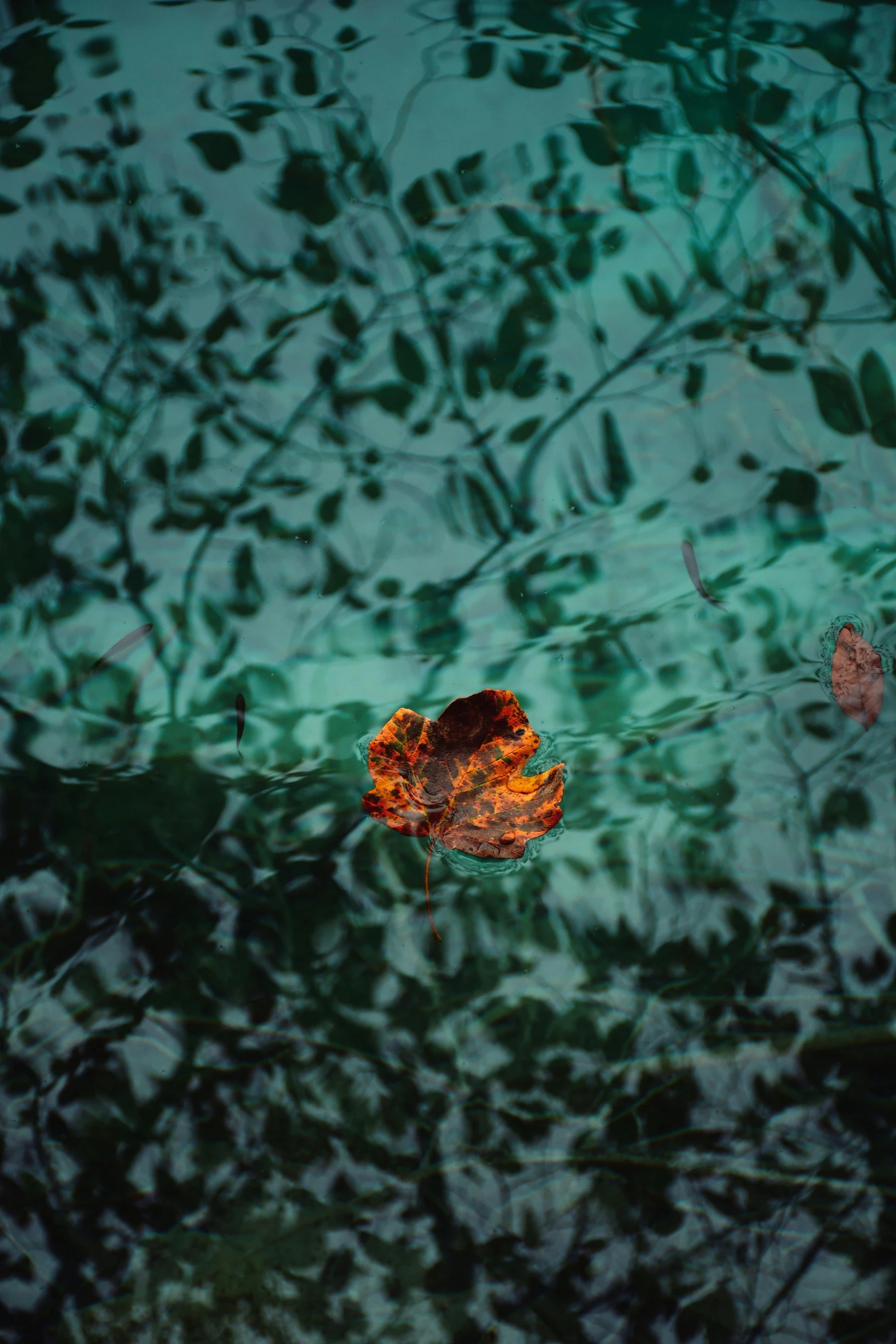 the reflection of leaf floating in a pond