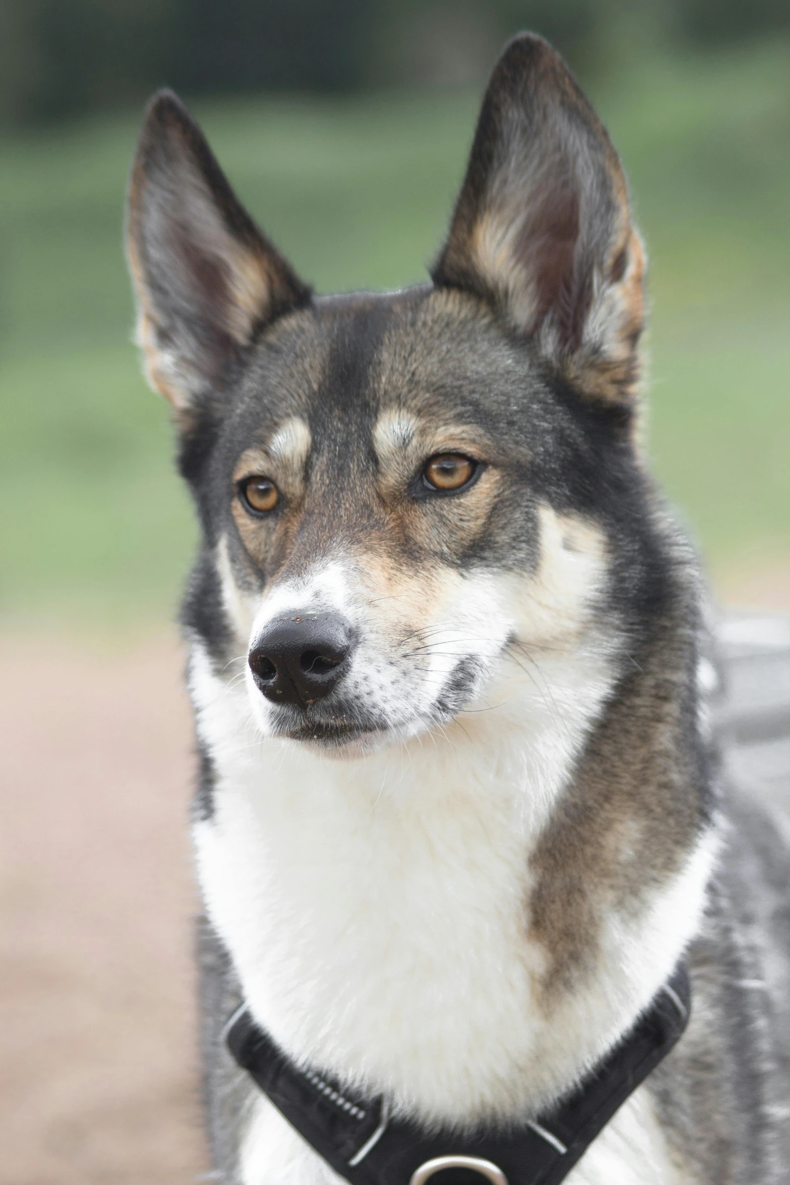 a grey and white dog wearing a collar