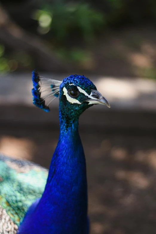 a blue bird with white crest and feathers