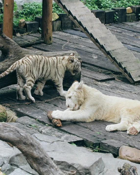 two white tigers standing over another one laying down