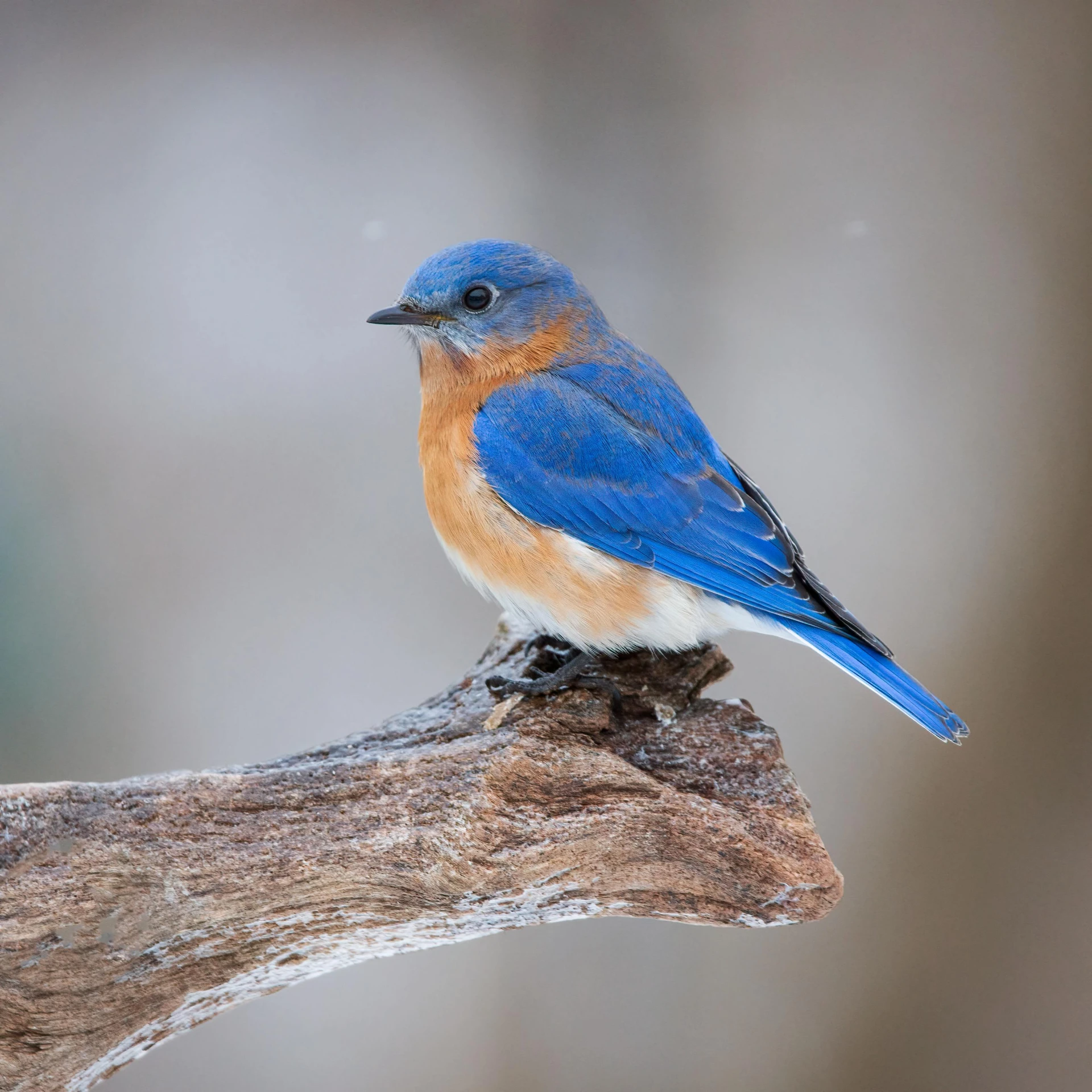 the blue bird is perched on the nch of a tree