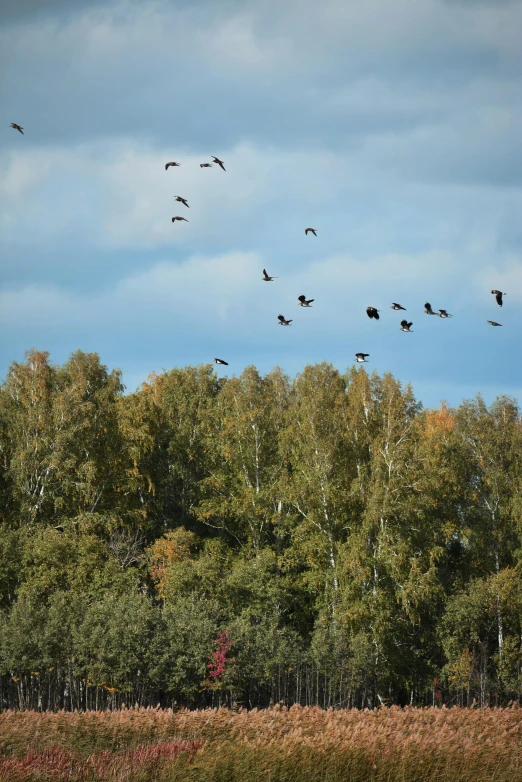 a flock of birds fly over trees in the sky