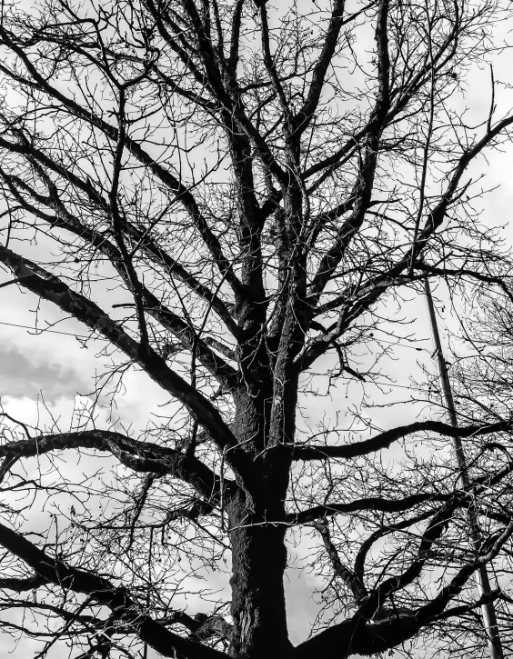 a black and white po of tree nches