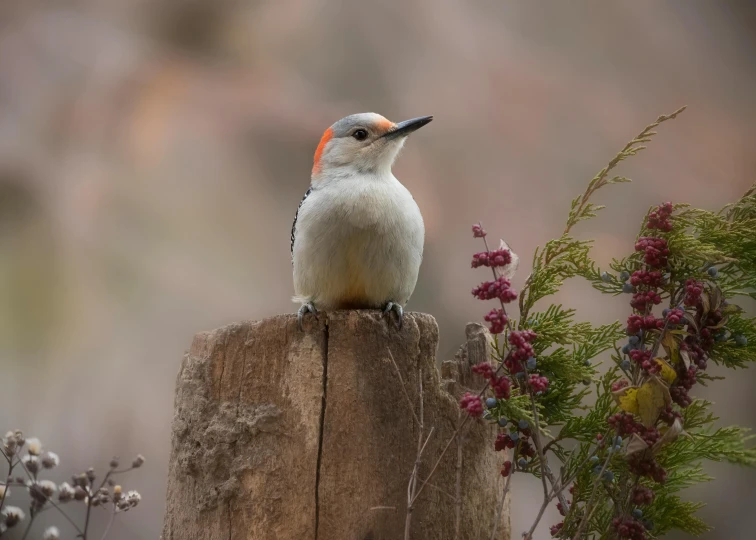 a small bird standing on a piece of wood