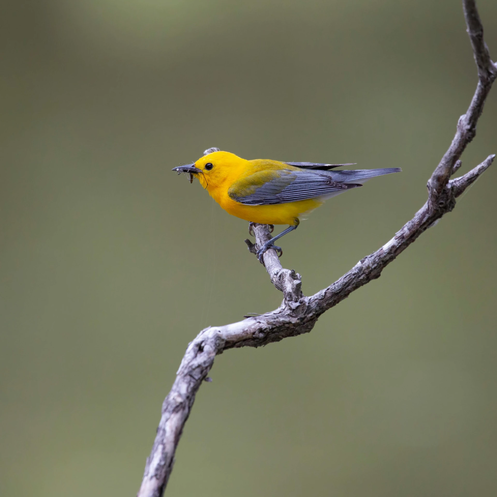 a yellow bird sitting on a nch of a tree