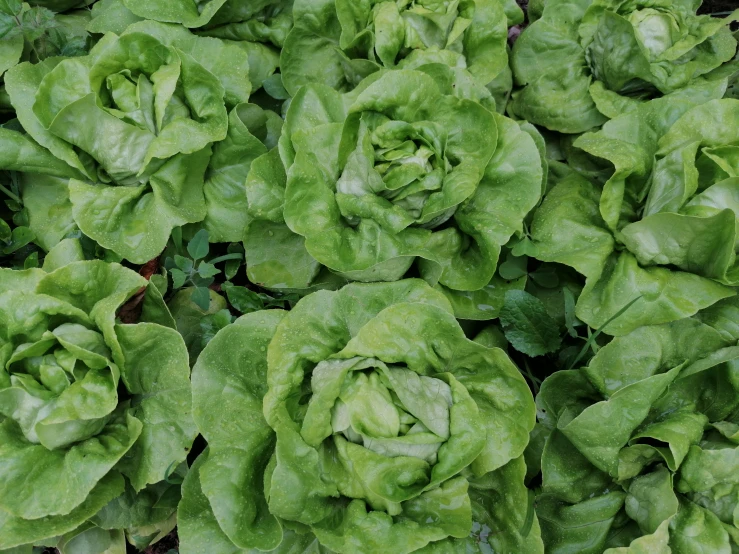 several lettuce plants growing together in the garden